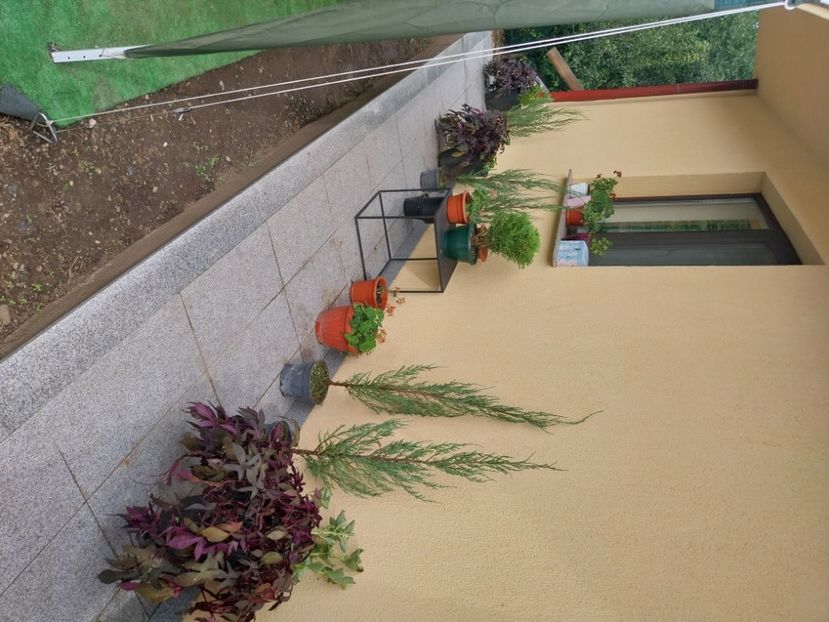  - Flori Tuia Fălticeni