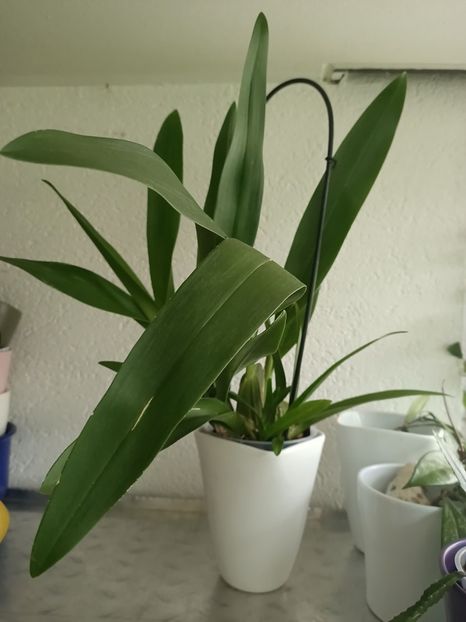 Img.2024.07.27 - 6-Orchideele mele