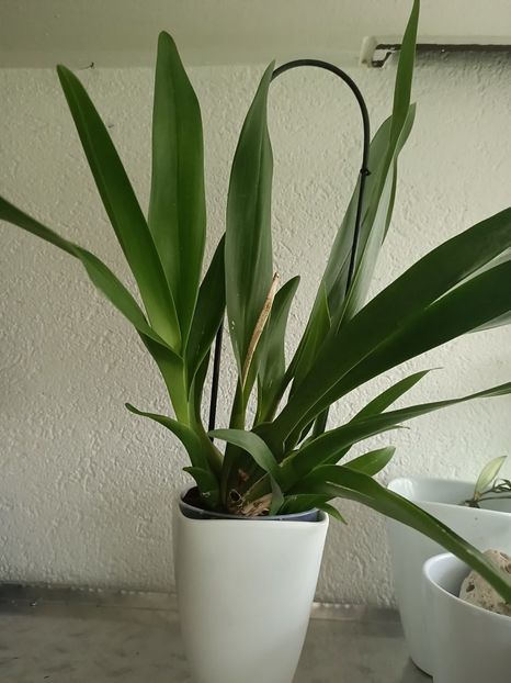 Img.2024.07.27 - 6-Orchideele mele