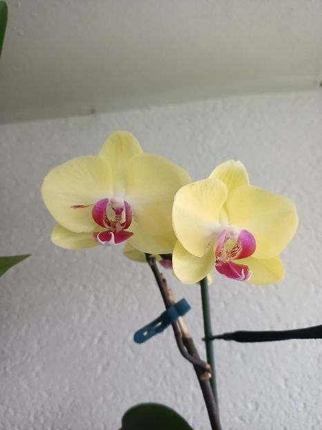 Img.2024.07.27 - 9-Orchideele mele