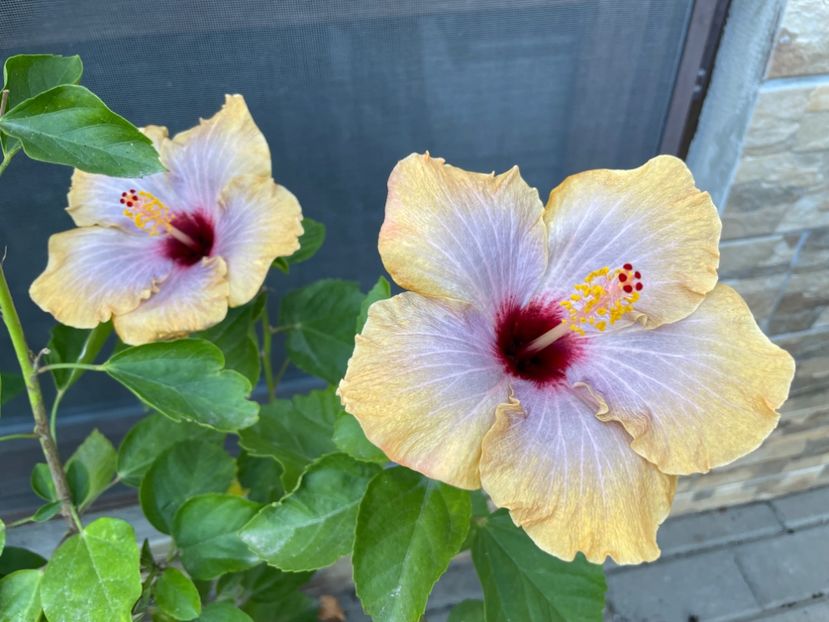  - 001 - Hibiscusi 2024 - 2