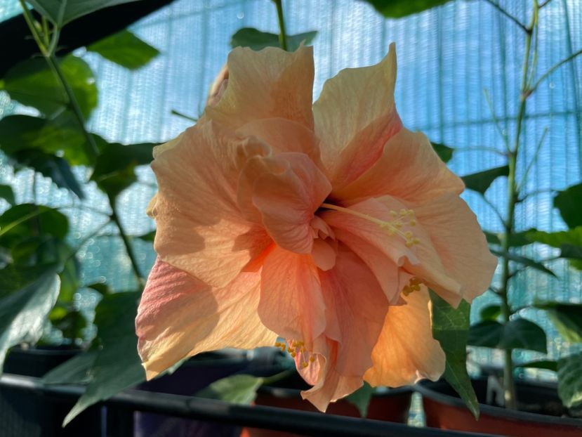  - 001 - Hibiscusi 2024 - 2