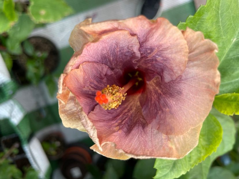  - 001 - Hibiscusi 2024 - 2