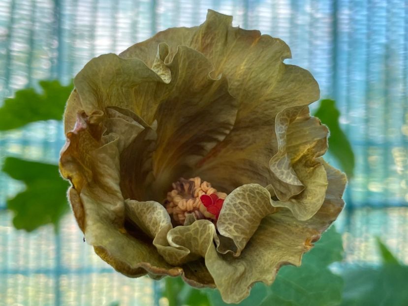  - 001 - Hibiscusi 2024 - 2