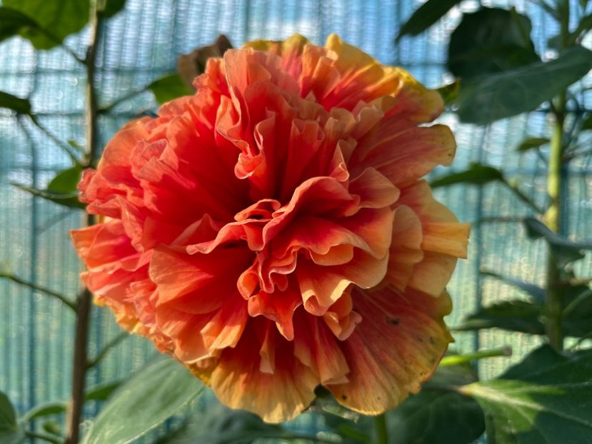  - 001 - Hibiscusi 2024 - 2