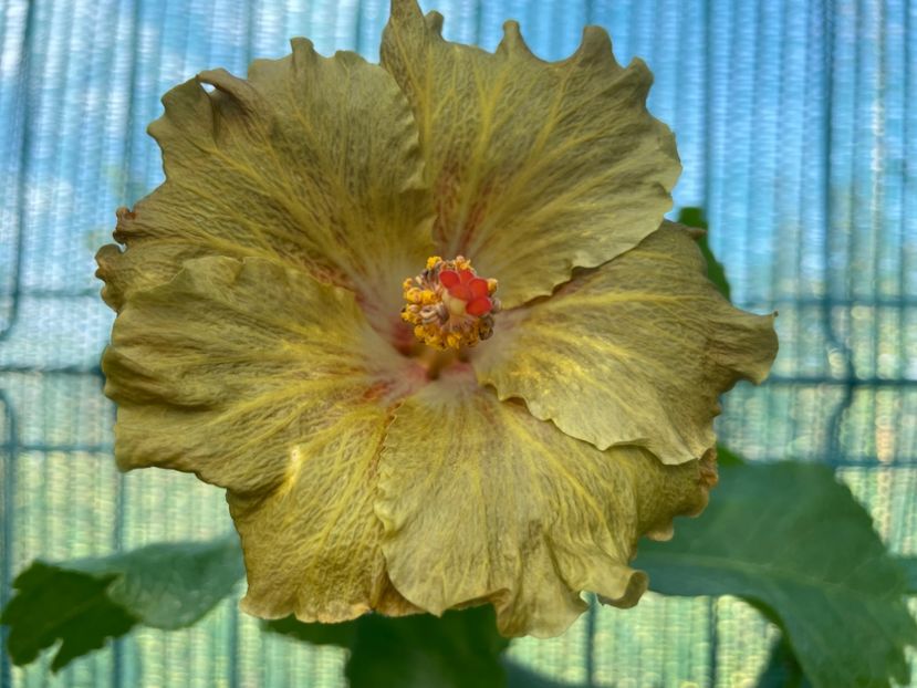  - 001 - Hibiscusi 2024 - 2