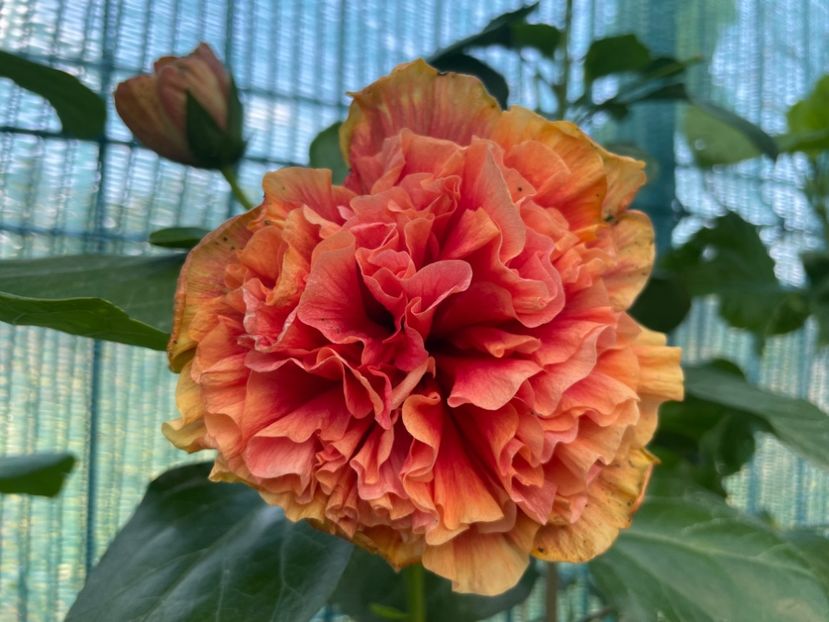  - 001 - Hibiscusi 2024 - 2