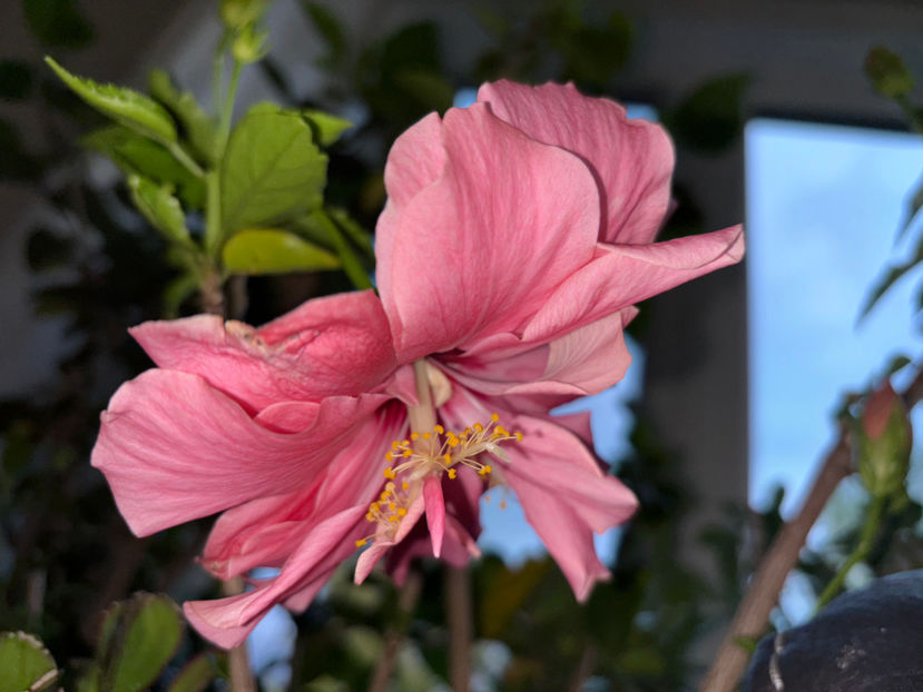  - Plante de interior 2024