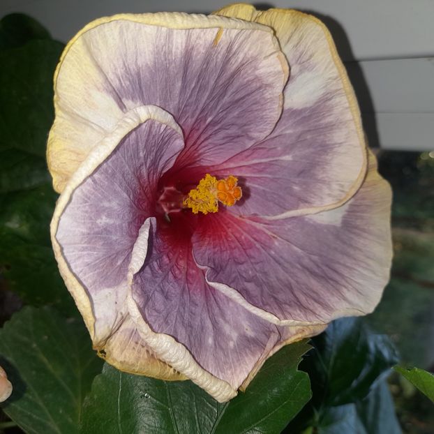  - Chi s Garden Shalom