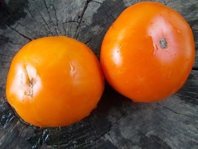  - SEMINTE ROSII - T 1083 ALTAI ORANGE