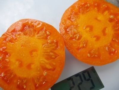  - SEMINTE ROSII - T 1083 ALTAI ORANGE