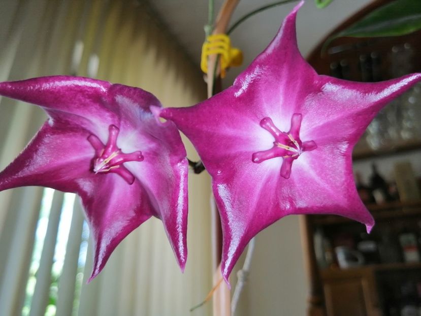  - Hoya Macgillivrayi