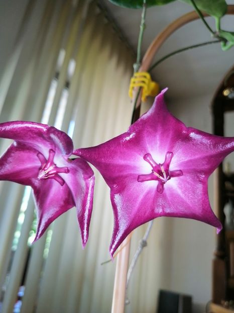  - Hoya Macgillivrayi