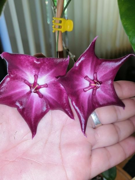  - Hoya Macgillivrayi