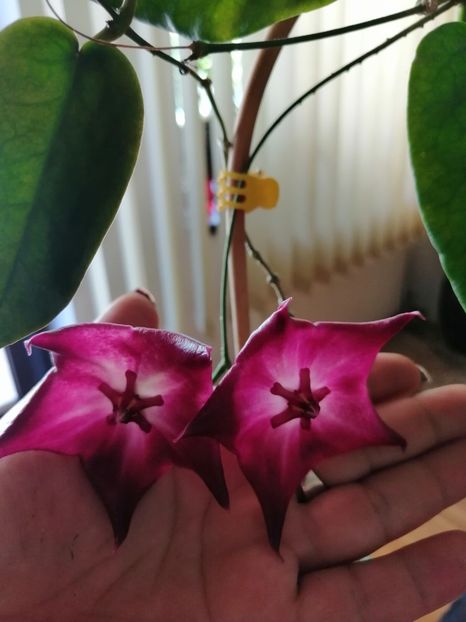  - Hoya Macgillivrayi