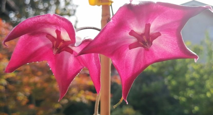  - Hoya Macgillivrayi