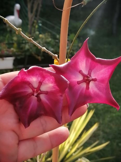  - Hoya Macgillivrayi