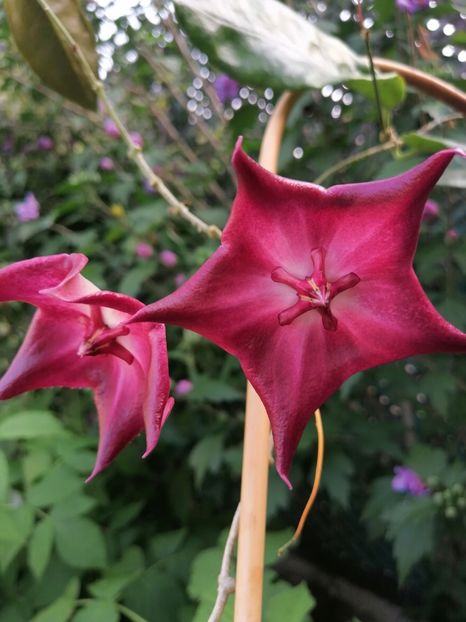  - Hoya Macgillivrayi