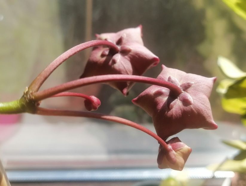  - Hoya Macgillivrayi