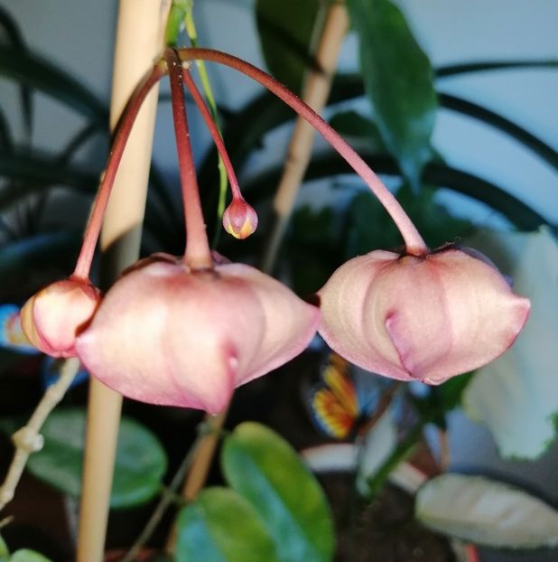  - Hoya Macgillivrayi