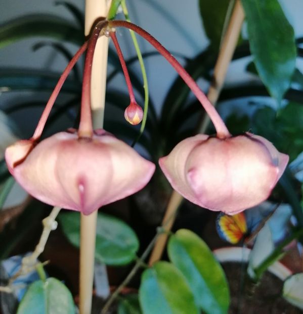  - Hoya Macgillivrayi