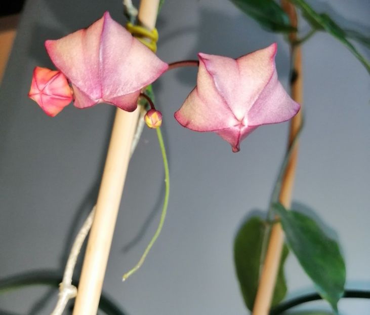  - Hoya Macgillivrayi
