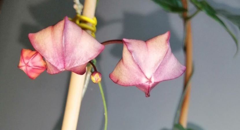  - Hoya Macgillivrayi