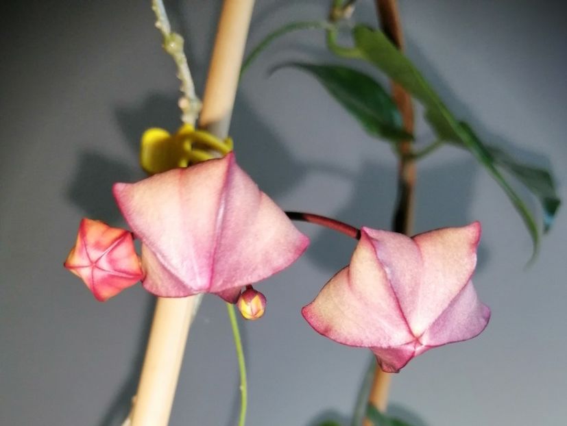 - Hoya Macgillivrayi