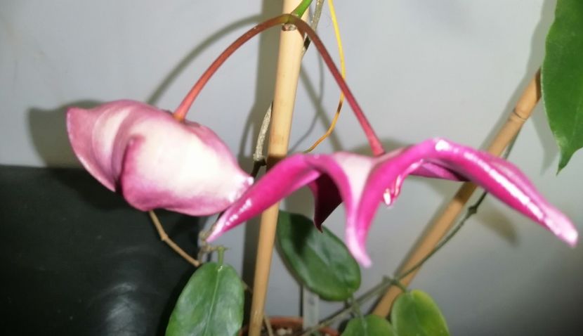  - Hoya Macgillivrayi