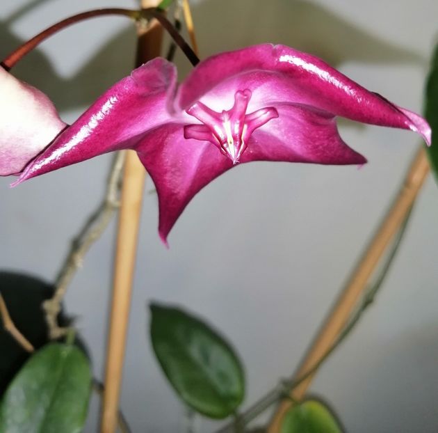  - Hoya Macgillivrayi