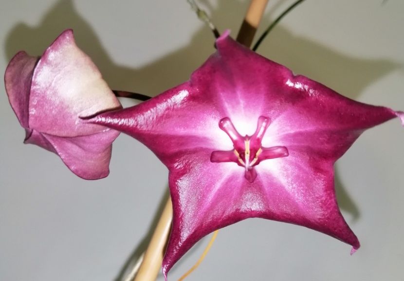 - Hoya Macgillivrayi