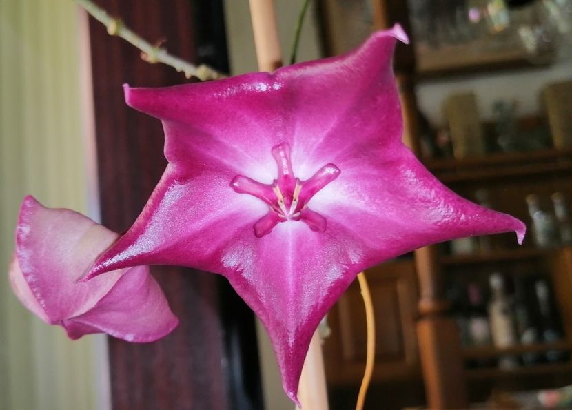  - Hoya Macgillivrayi