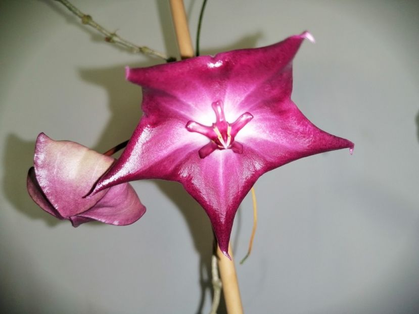  - Hoya Macgillivrayi
