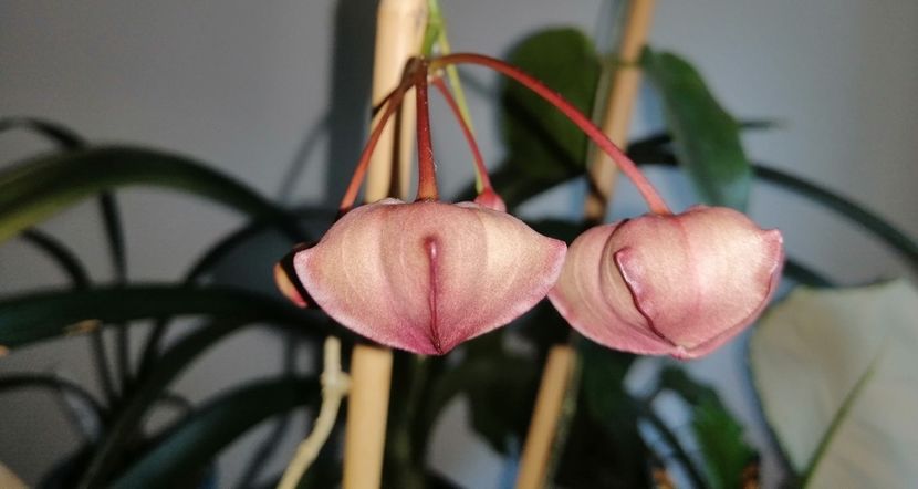  - Hoya Macgillivrayi