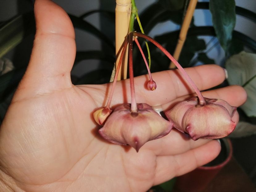  - Hoya Macgillivrayi