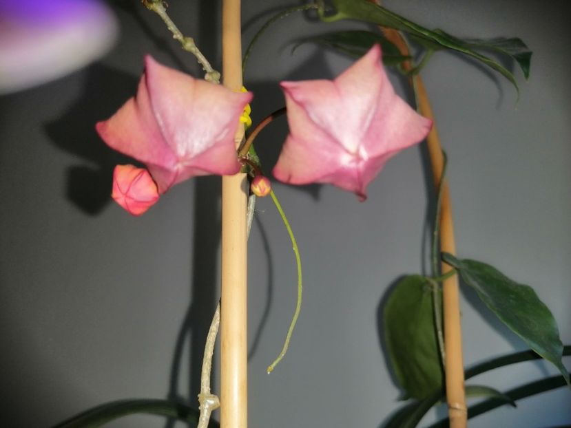  - Hoya Macgillivrayi