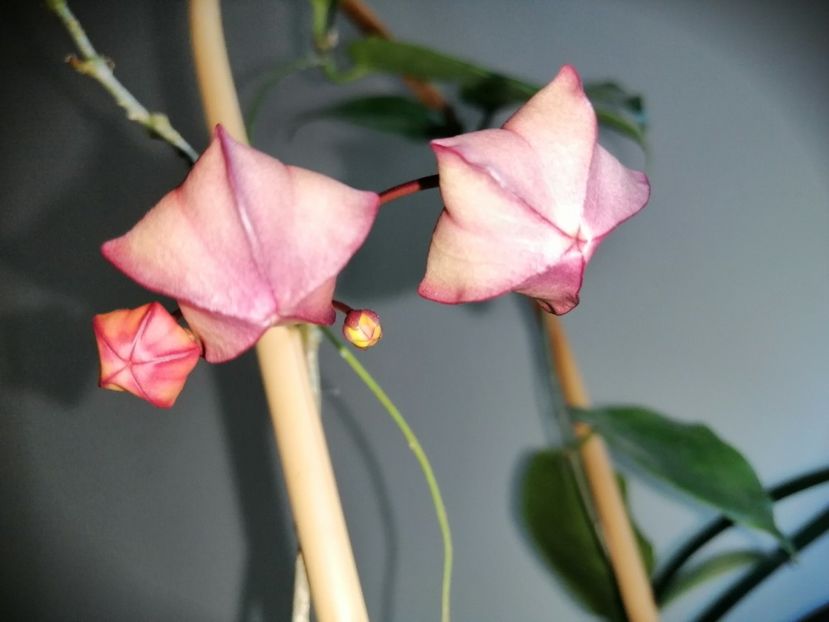  - Hoya Macgillivrayi
