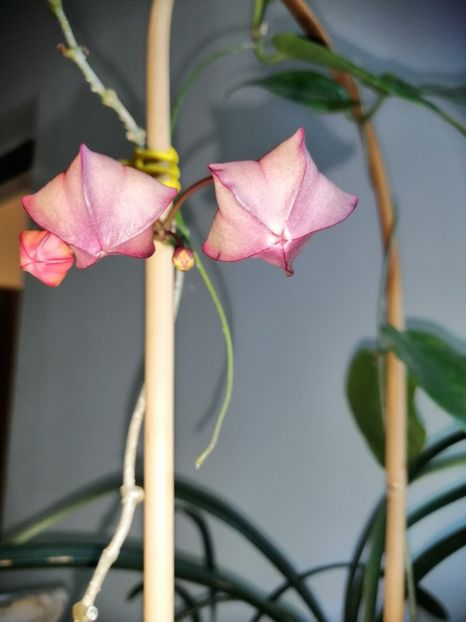  - Hoya Macgillivrayi