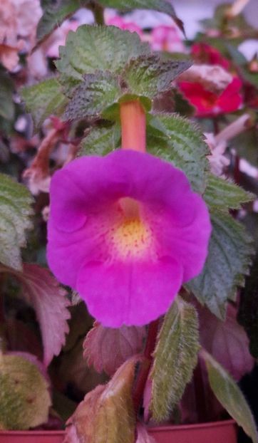 Brid s Casandrinha - Achimenes 2024