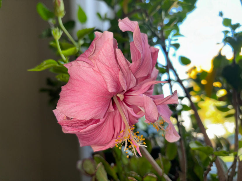  - Plante de interior 2024