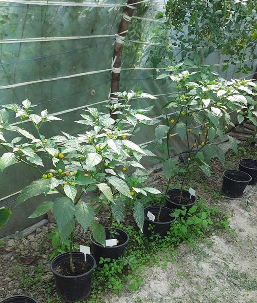 Ardei Facultate - Ardei cu gust de cascaval