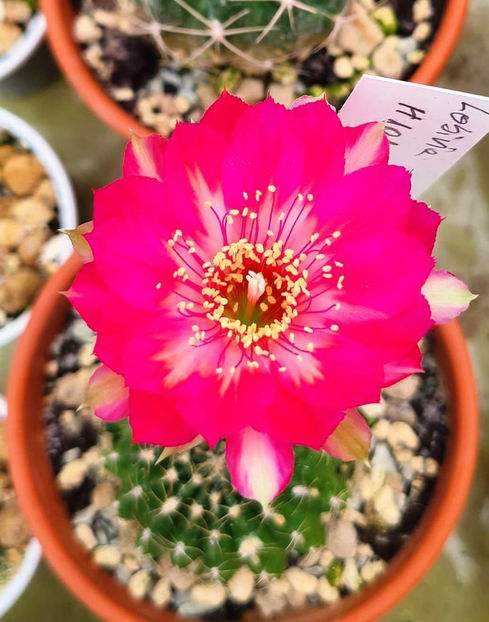 Lobivia hb H101 2 - Lobivia hb H101