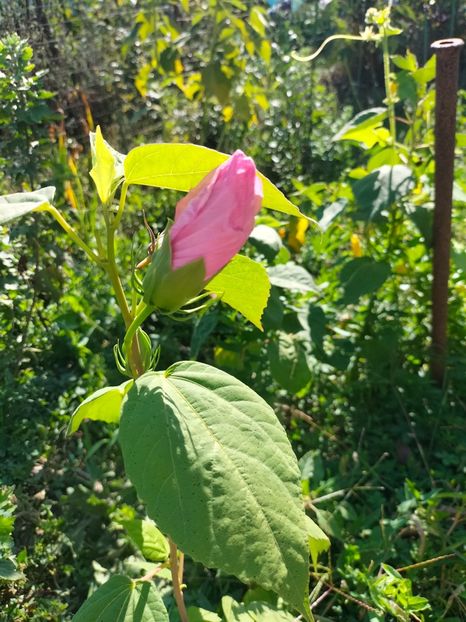 IMG20240923112052 - Septembrie 2024