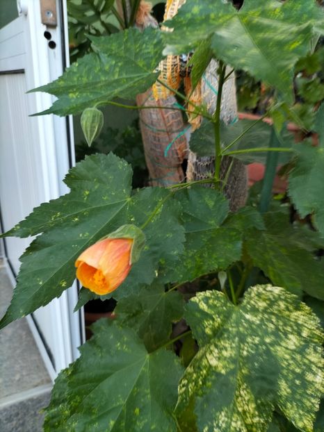 IMG20240905184614 - Septembrie 2024