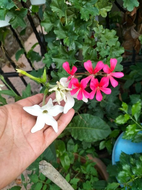 IMG20240905184559 - Septembrie 2024