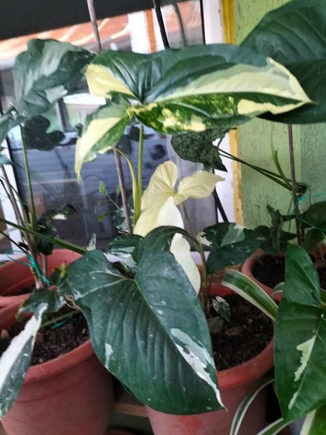 IMG20240905184513 - Septembrie 2024