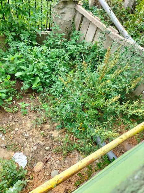 IMG20240828124928 - Septembrie 2024