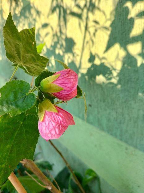 IMG20240824082756 - Septembrie 2024