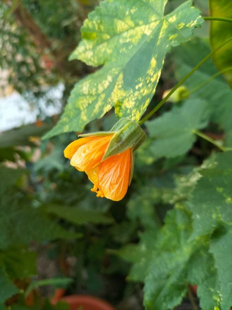 IMG20240824082750 - Septembrie 2024