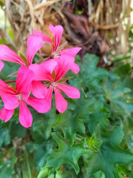 IMG20240824082735 - Septembrie 2024